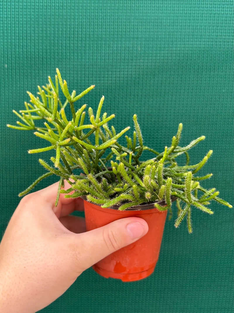 Rhipsalis Teres f. Prismatica NEW