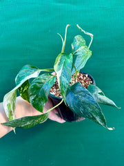 Epipremnum Pinnatum Albo-Variegata