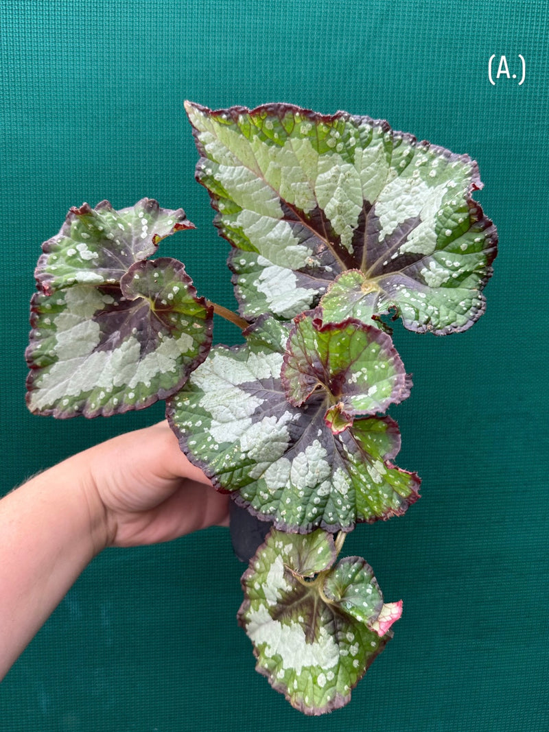 Begonia ‘Green Shadow’ NEW