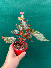 Begonia Irian Jaya NEW