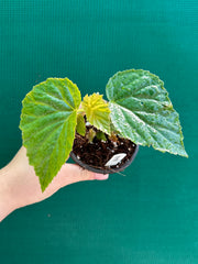 Begonia ‘Vidette’ NEW