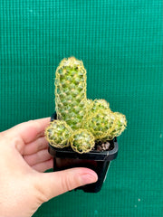 Mammillaria elongata