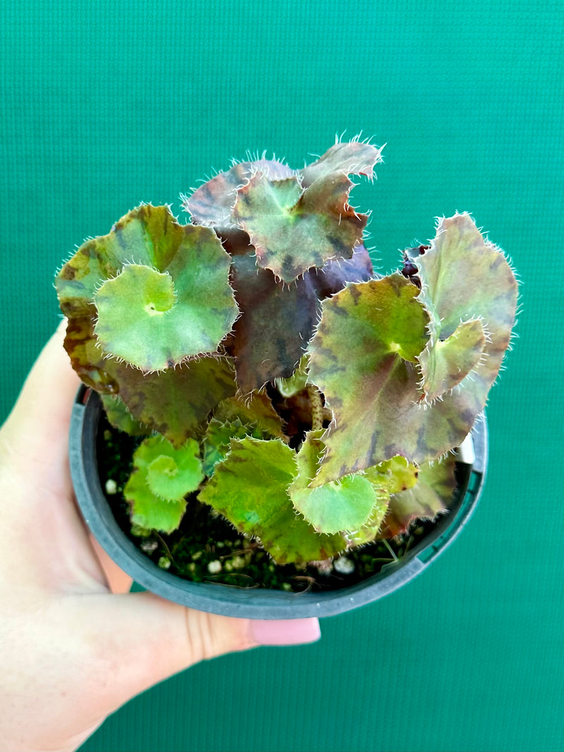 Begonia ‘Copper Crinkle’