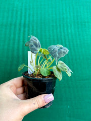 Begonia barsalouxiae