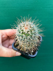 Mammillaria magnifica