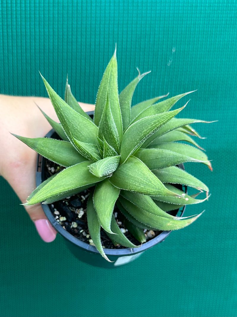 Haworthia Hybrid CV ‘Sandpaper’