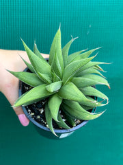 Haworthia Hybrid CV ‘Sandpaper’