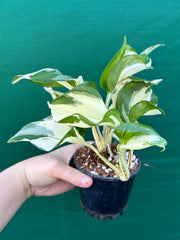 Epipremnum Aureum ‘Manjula