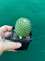 Mammillaria Pico compacta