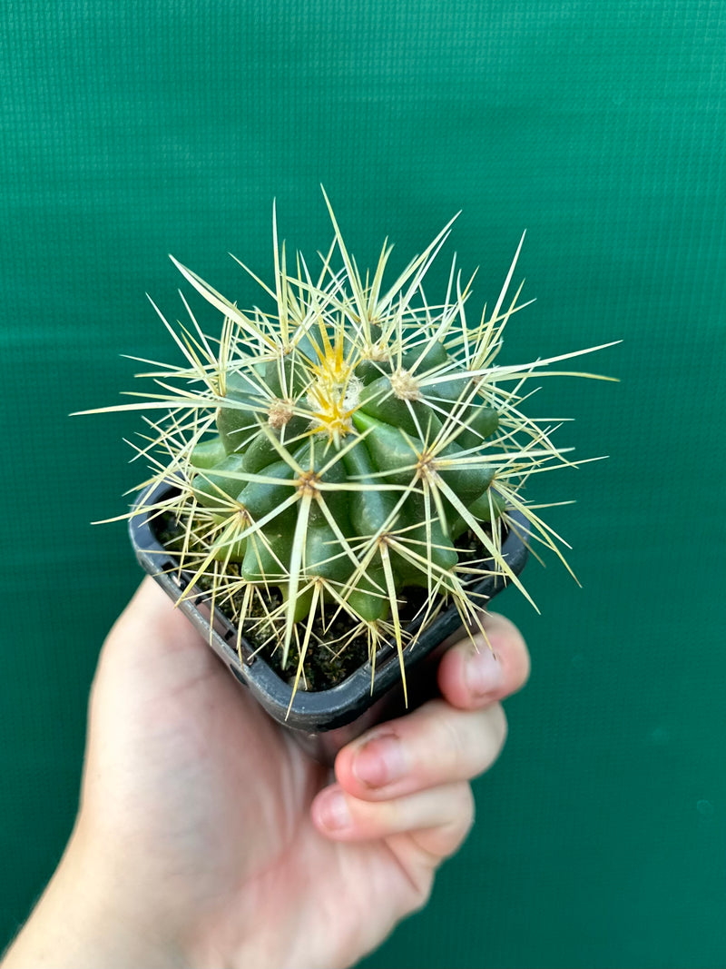 Golden Barrel Cactus