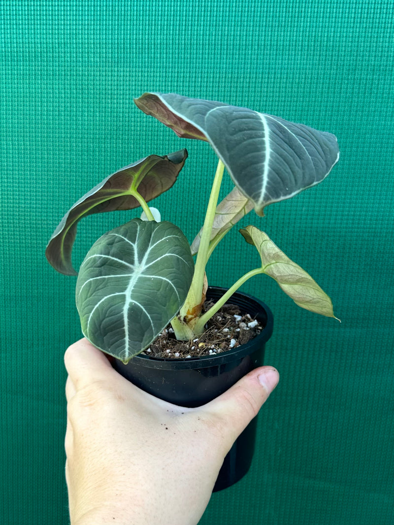 Alocasia ‘Black Velvet’