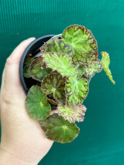 Begonia ‘Yorkes Adagio’ NEW