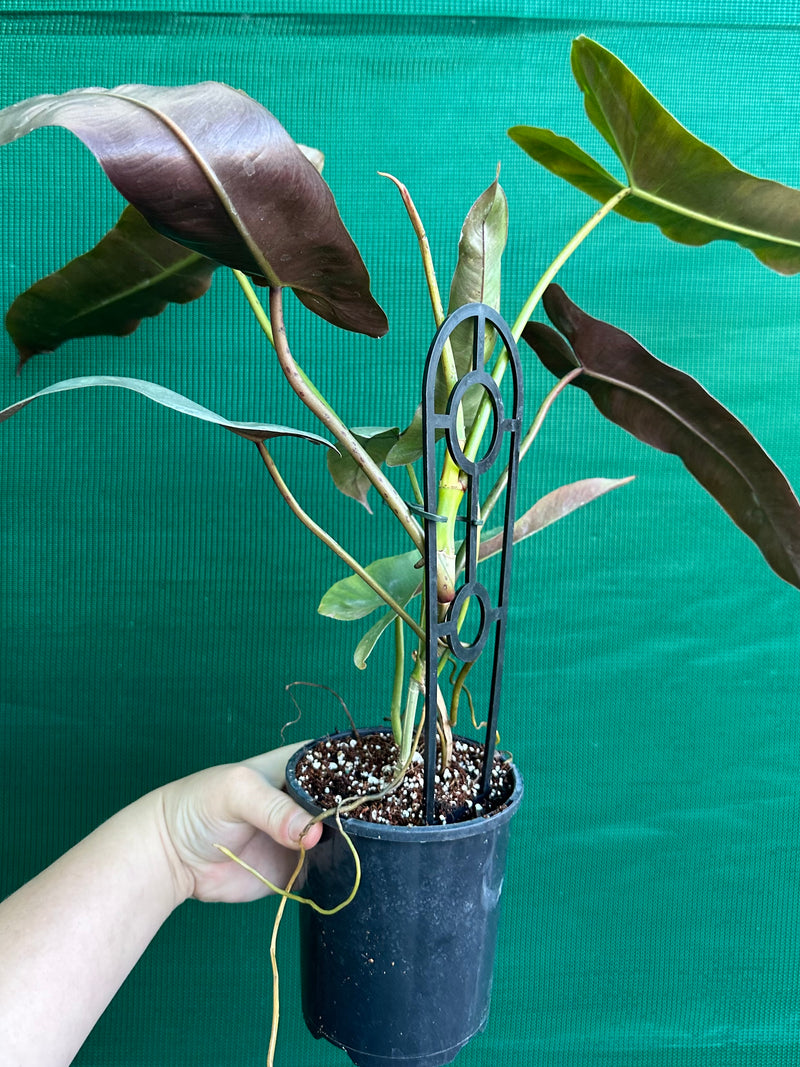 Philodendron ‘Atabapoense’