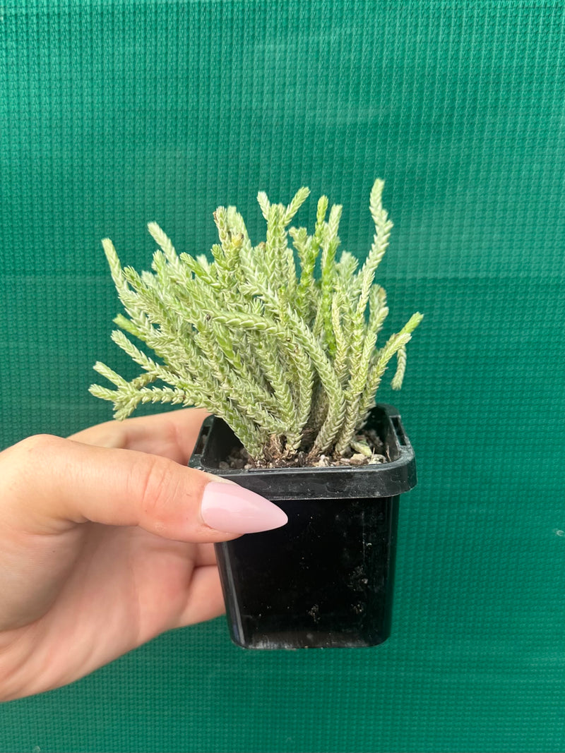 Crassula lycopodioides variegata NEW