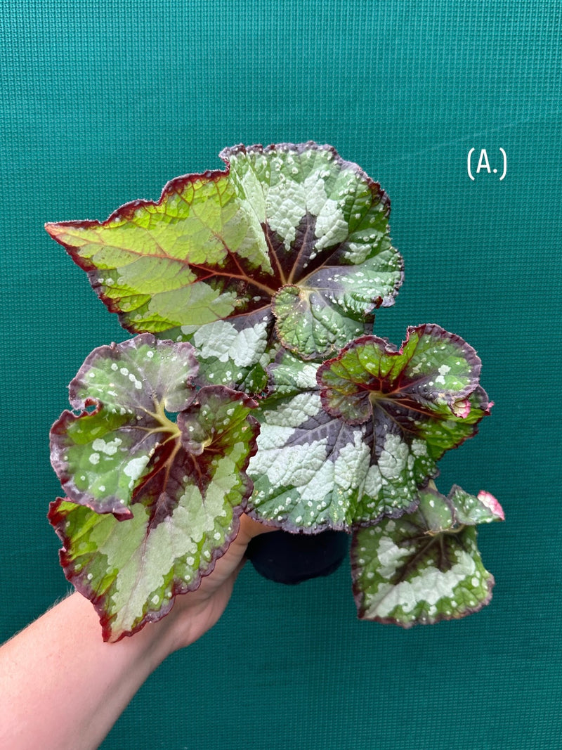 Begonia ‘Green Shadow’ NEW