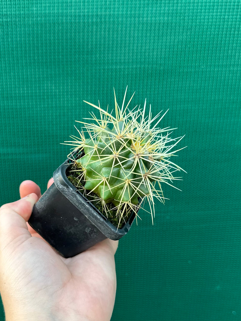 Golden Barrel Cactus