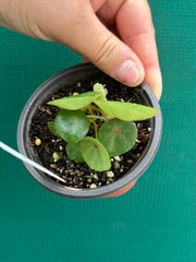 Begonia conchifolia var. rubrimacula NEW