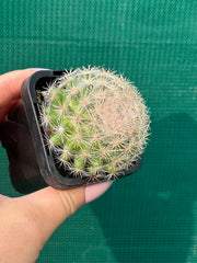 Mammillaria candida