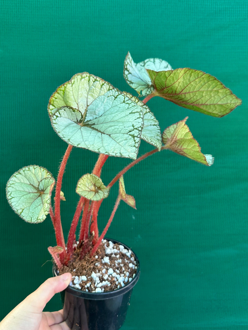 Begonia NOID 69 NEW