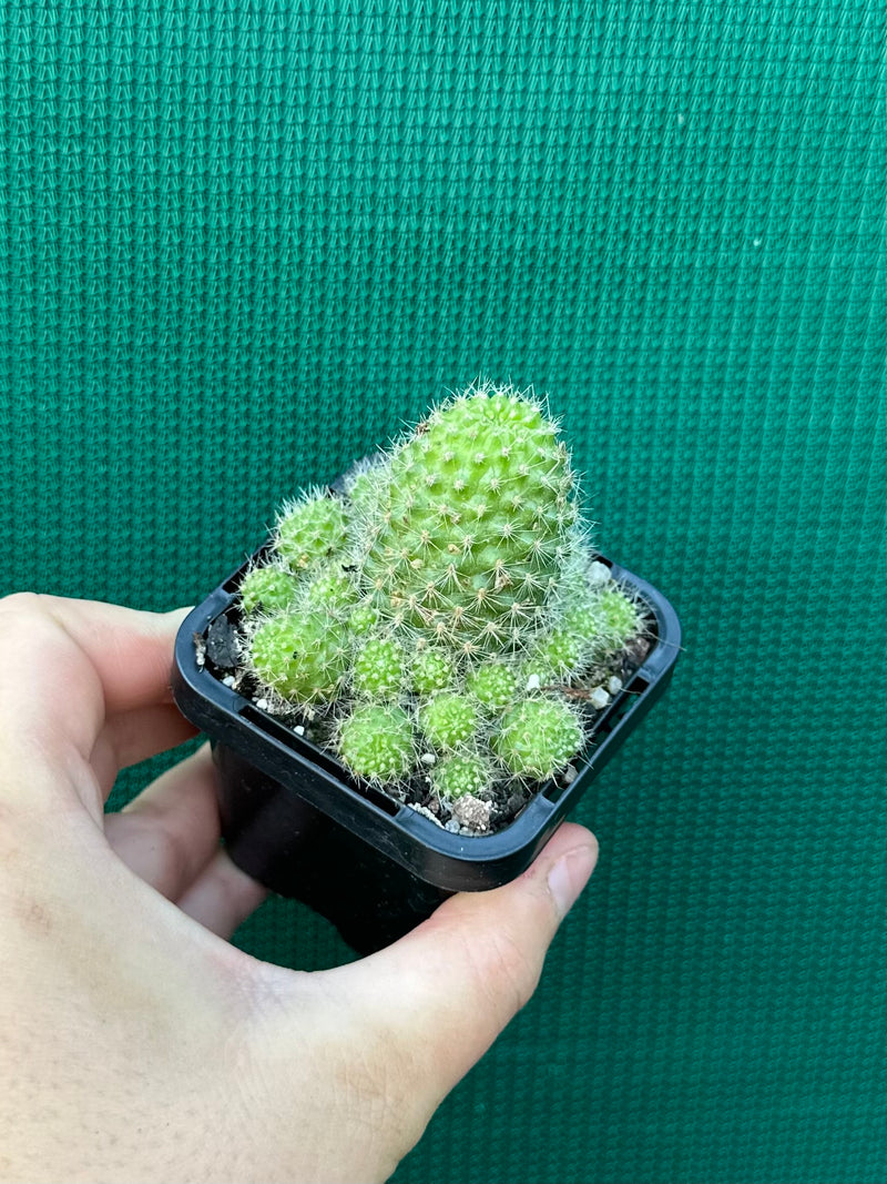 Rebutia pulvinosa (orange)