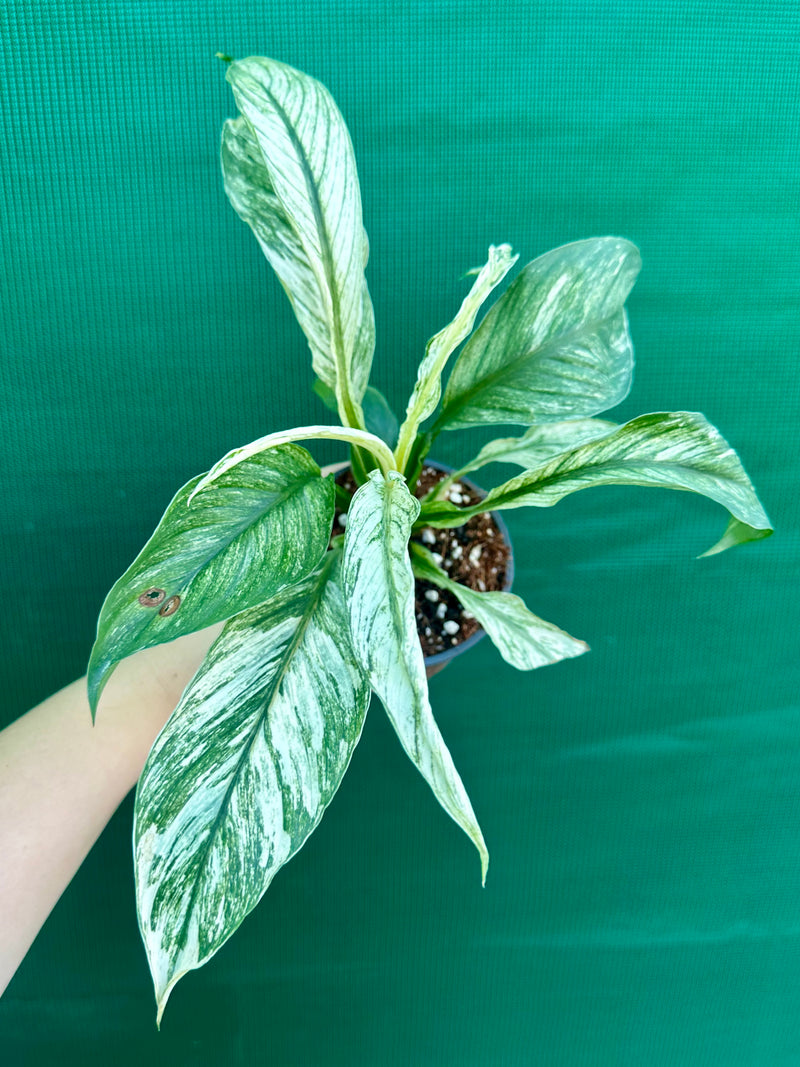 Spathiphyllum ‘Candle Light’