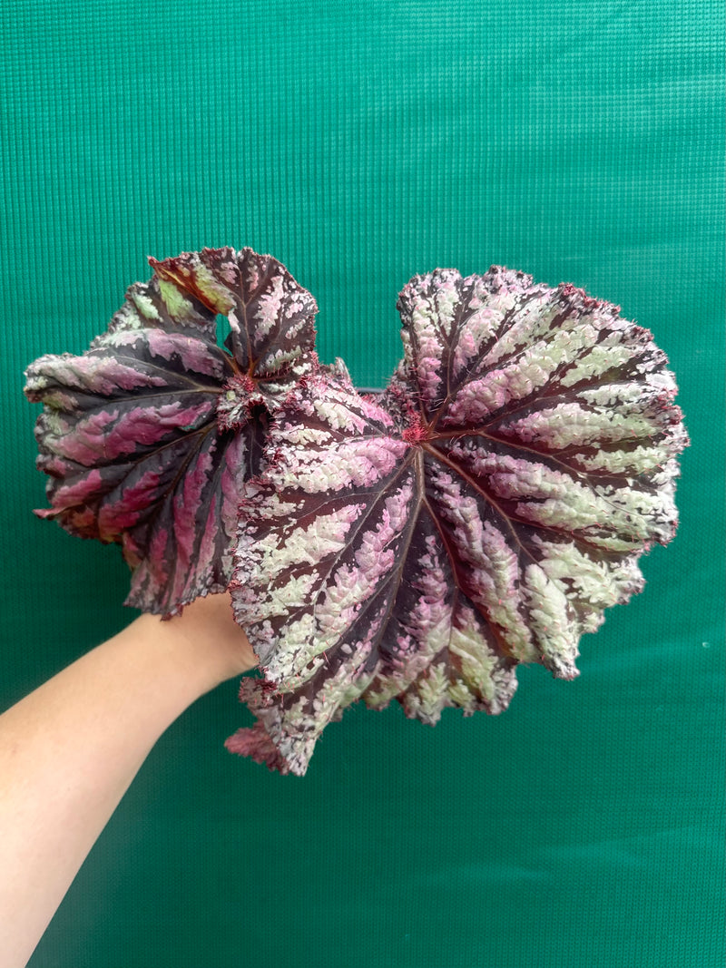 Begonia ‘Sun Seeker’ NEW