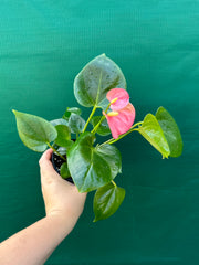 Anthurium NOID 3 NEW