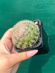 Mammillaria candida