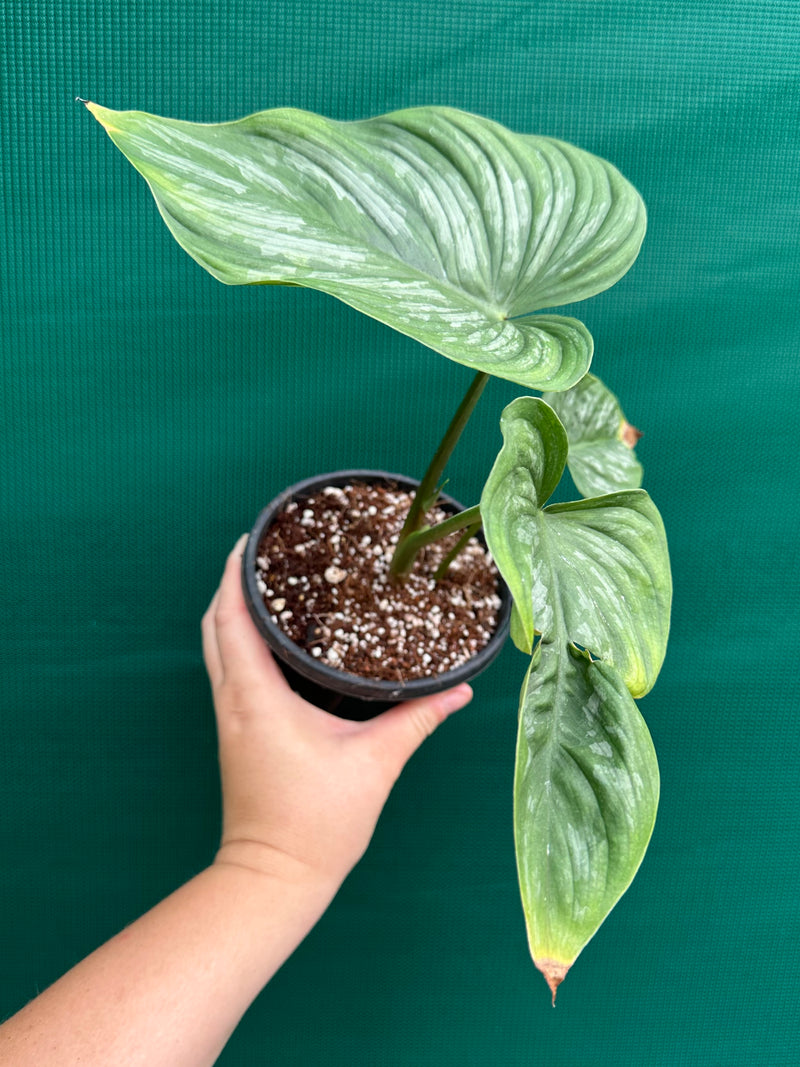 Philodendron ‘Mamei’