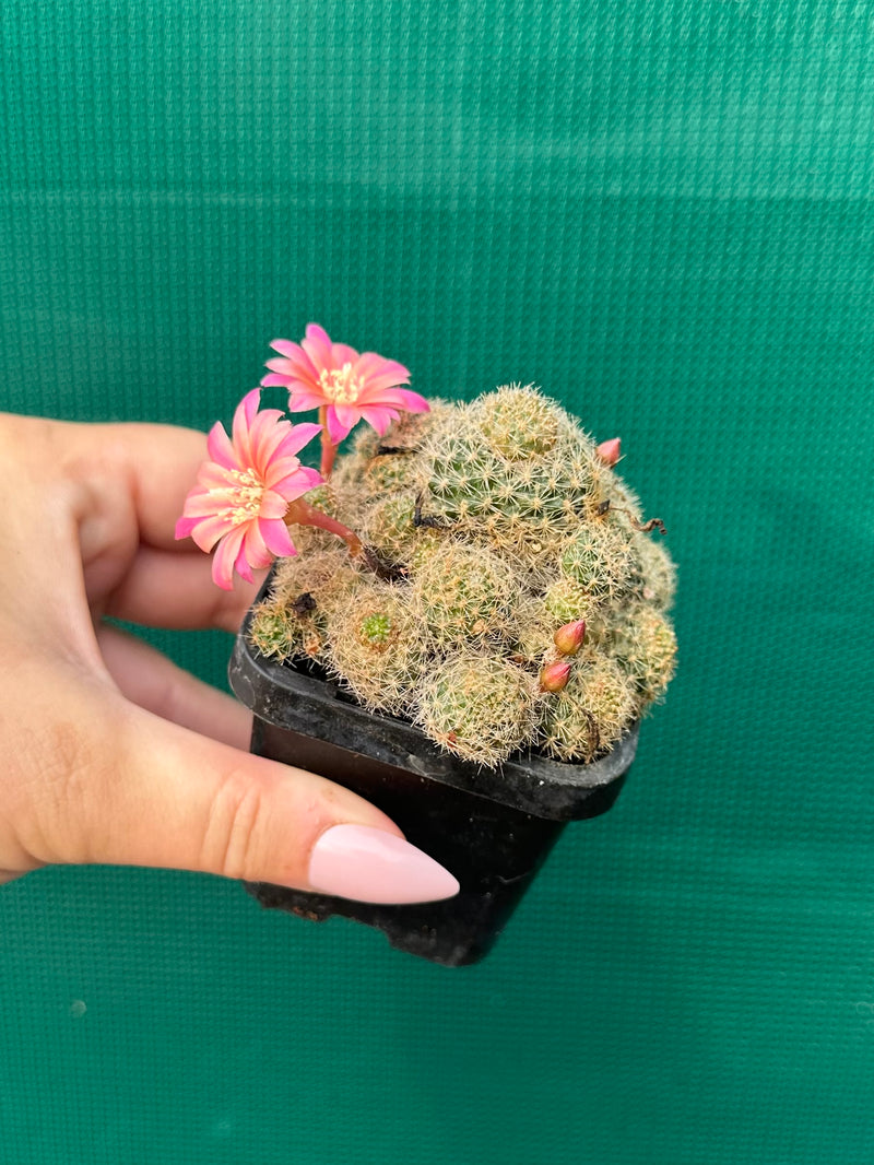 Rebutia pink sensation