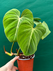 Philodendron ‘Gloriosum’