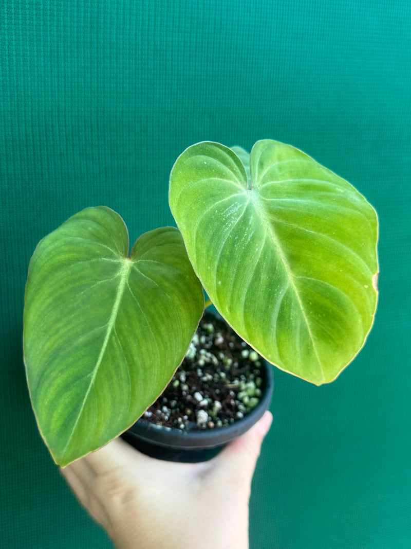 Philodendron ‘Gloriosum’