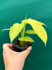 Philodendron Bipennifolium Aurea 'Golden Violin'