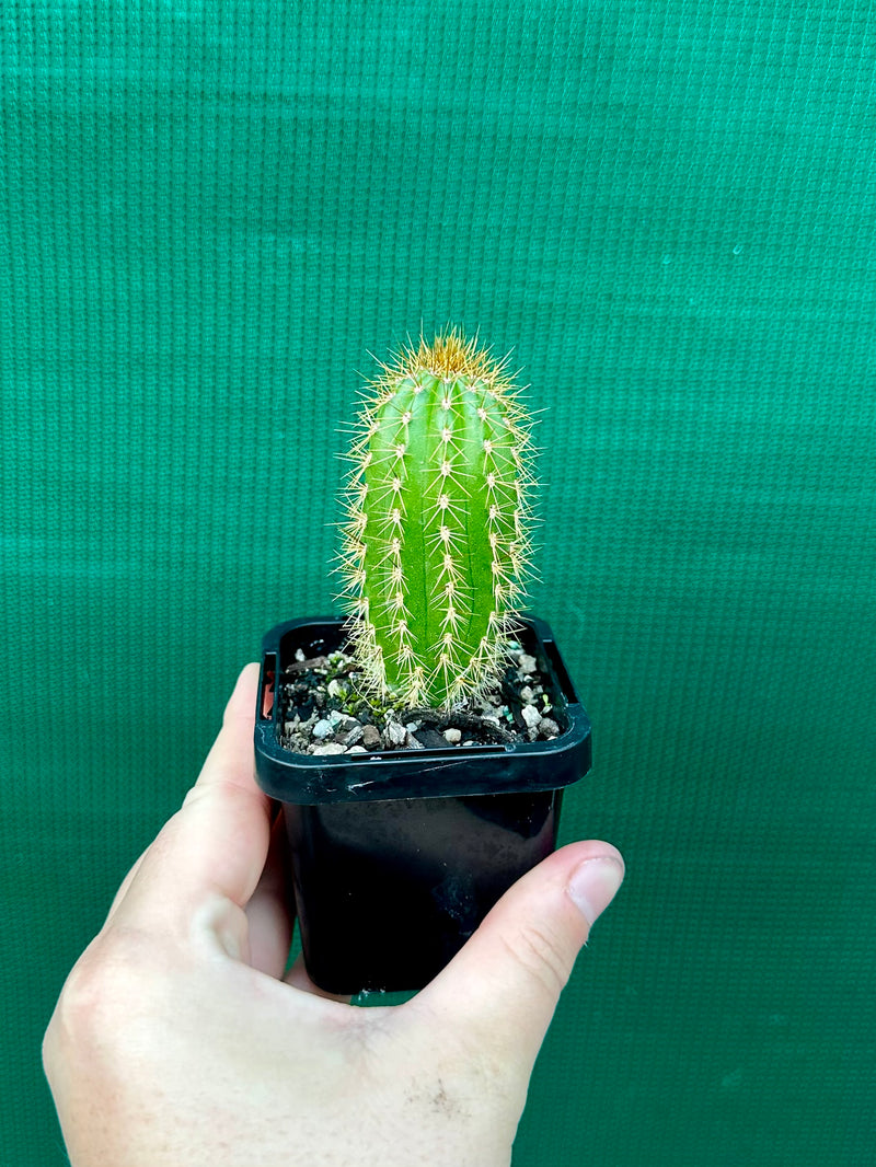 Trichocereus spachianus NEW