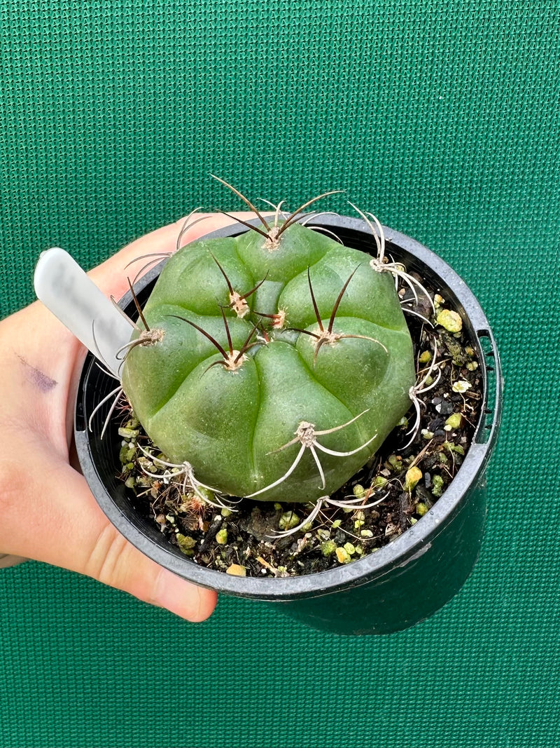 Gymnocalycium chiquitanum