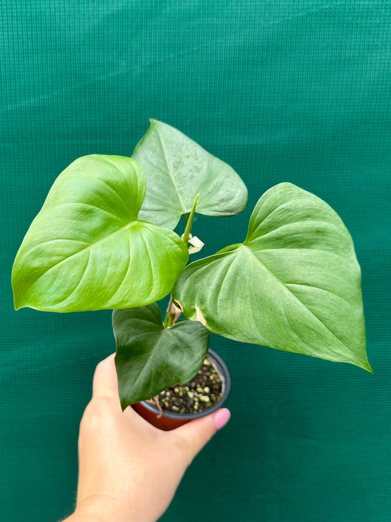 Philodendron jacquinii