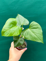 Philodendron jacquinii NEW