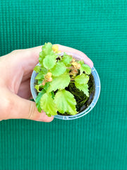 Begonia prismatorcarpa