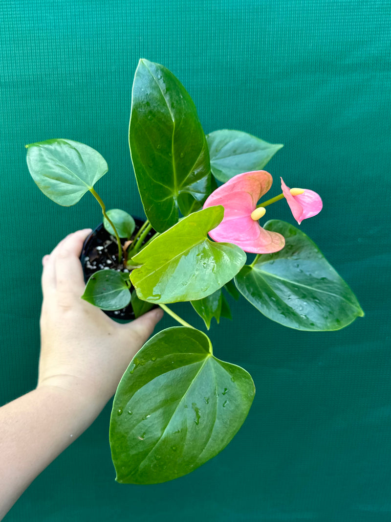 Anthurium NOID 3 NEW