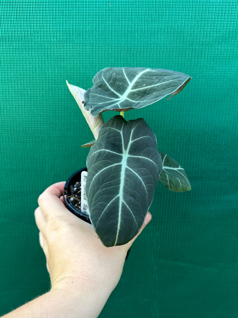 Alocasia ‘Black Velvet’