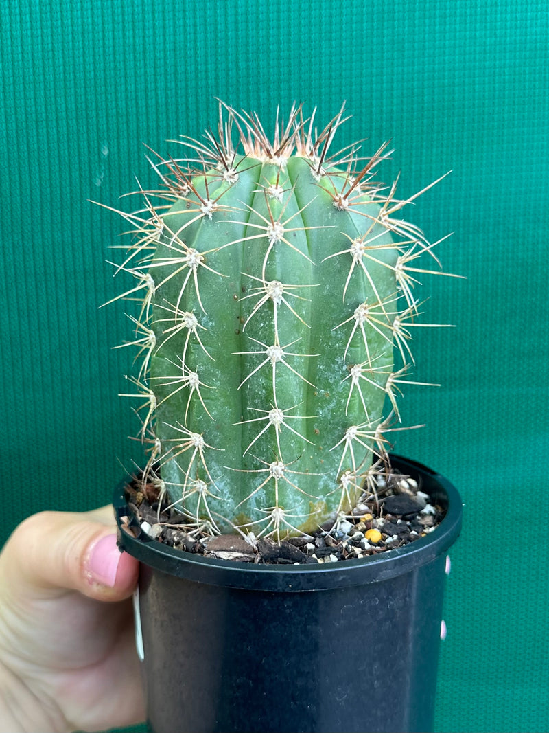 Melocactus Azureus