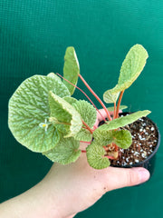 Begonia crispula