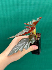 Begonia ‘Coccinea Tree Pink’