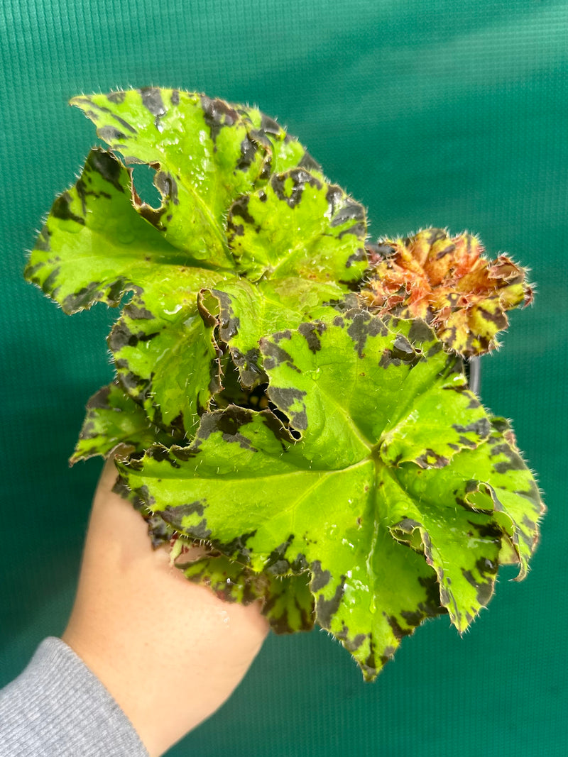 Begonia ‘Russet Queen’