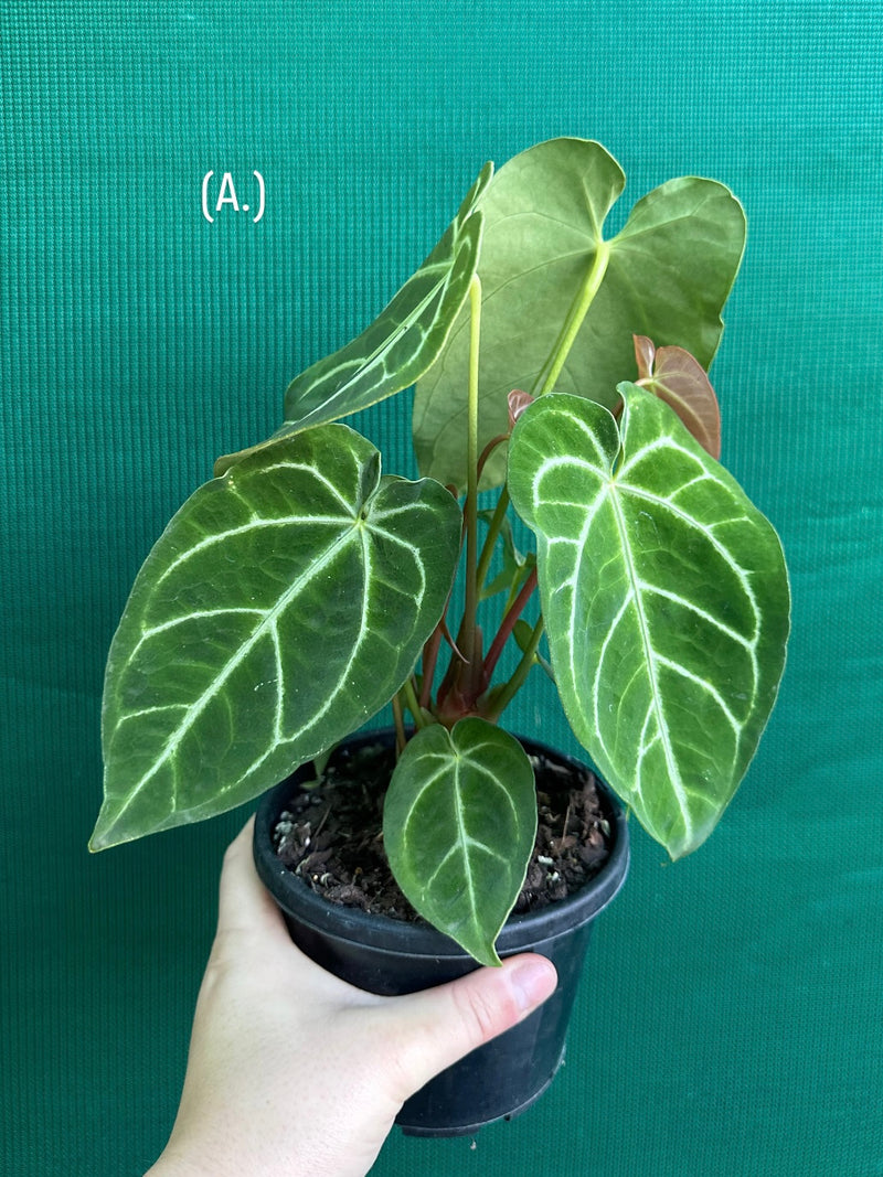 Anthurium Crystallinum x. Regale