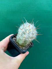 O. trollii