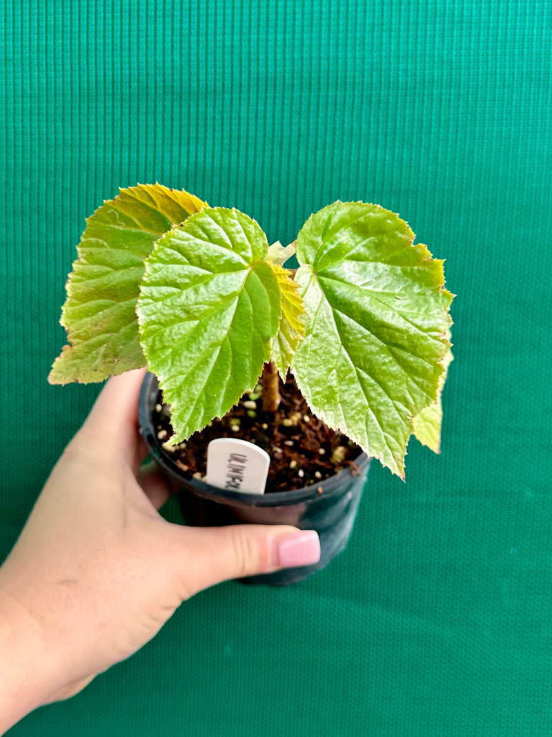 Begonia ‘Ulmifolia’