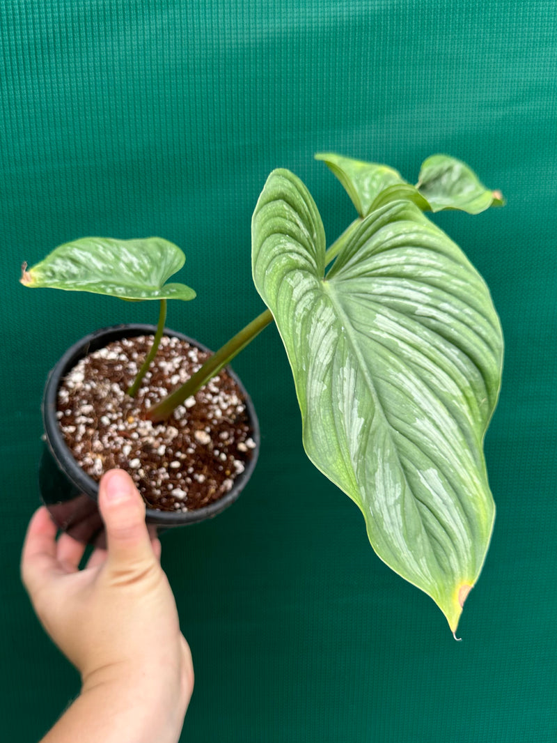 Philodendron ‘Mamei’