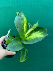 Dieffenbachia ‘Marianne’