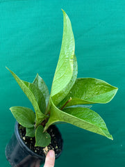 Anthurium Jenmanii